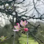 Quinta Da Cerejeira * Ferreira do Zêzere