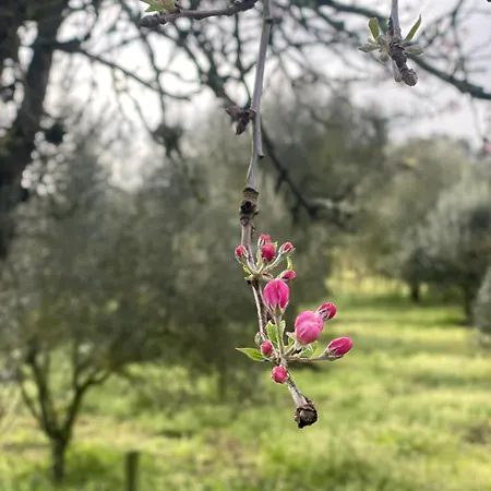 Quinta Da Cerejeira *